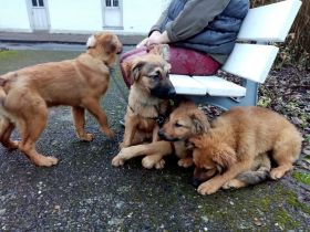 ???, Altdeutscher Schäferhund