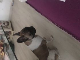 Leider muss ich mich von meiner Französische Bulldogge