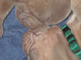 Hallo Bulldoggen-Liebhaber. Unsere 12 Welpen sind am 24