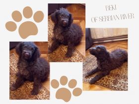 Hallo liebe(r) Lagotto Freund(e), Ich bin Beki of