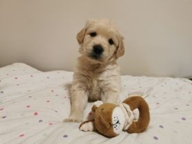 Hallo Golden Retriever Freunde, wir haben wunderschöne