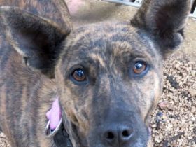 Angela (Mischling, weiblich, Malinois-X)