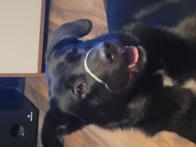 Lucky, Ich muss meinen Labrador Mischling verkaufen,