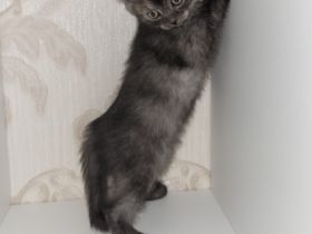 Hallo unsere wunderschöne BKH Katze Molli hat am 02.12