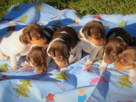 Kennel Do Terra Yemanja