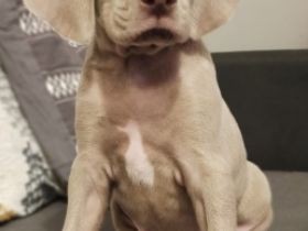 Reinrassige Welpen ohne Papiere. Beide Eltern Leben im