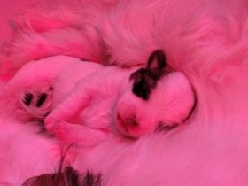 Hallo unser Racker ist da es ist ein Mischling er wird