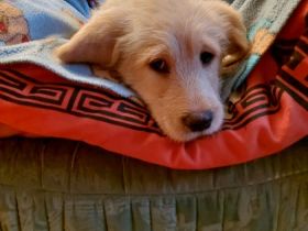 Wunderschöne Labradoodlewelpen sind auf der suche nach