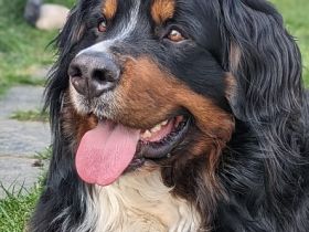 Da Vinci von den Brüner Höhen