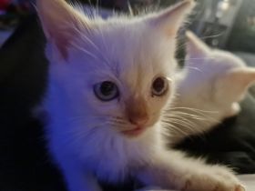 Geboren wurden die kleinen am 25.10.2021 und werden