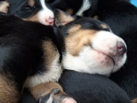 Unsere wunderschönen Welpen (Rüden und Hündinnen)