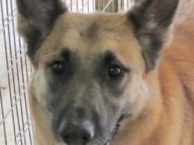 Shep 3 (Mischling, männlich, Schäferhund-X)