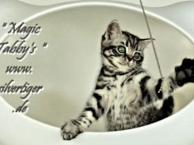 BKH Kätzchen "Vivien und Victor" silbertabby-spotted