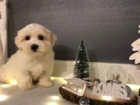 Unsere reinrassigen Malteser sind Eltern geworden und