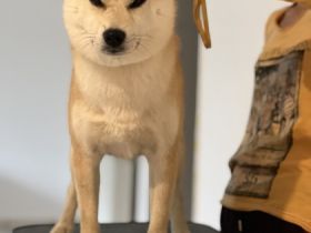 Shiba Inu Deckrüde mit ZZL und Erfahrung