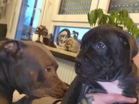 Wurf war nicht beabsichtigt... muss irgendwie passiert