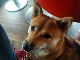 Thyra, THYRA ist eine Shiba Inu Dame wir geben sie nur