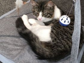 Snickers, Leider müssen wir uns von unserem Kater