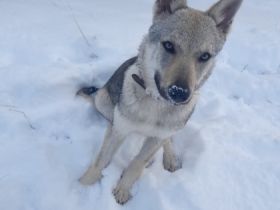 Tschechoslowakischer Wolfshund, Welpen