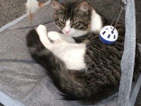 Leider müssen wir uns von unserem Kater snickers