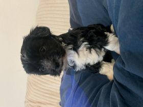 Unsere Welpen sind ab Anfang/Mitte Februar bereit in