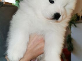 Samojede Welpen suchen eine liebevolle Familie.Welpen