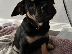 Hallo, ich bin Boba und am 11.11.21 geboren. Bin eine