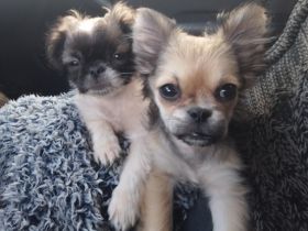 Unser Süßen sind jetzt alt genug, um in ihr neues