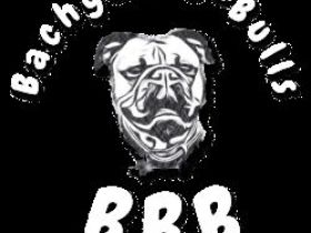 Bachgau-B-Bulls  -Welpenalarm- Continental Bulldog