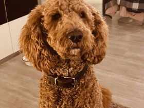 Labradoodle F3 Deckrüde multigen