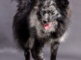 Coco, Unsere Hündin (Mittelspitz) hat am 2. März 2021