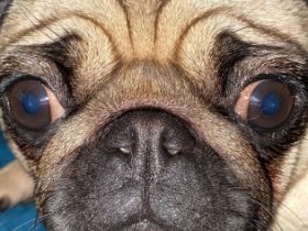 Hallo ich bin Luna ich bin eine fast zweijährige