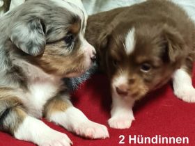 Unsere Welpen sind am 25.12.2021 in unserer Wohnung