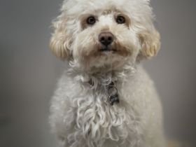 Zwerg/ Kleinpudel 37cm 4kg Ettore