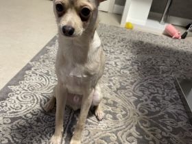 Hallo Ich habe einen Hund mischling der am 12.06.21