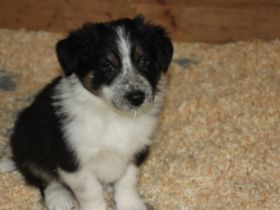 Die Welpen sind am 12.12. 2021 geb. Si wachsen bei uns