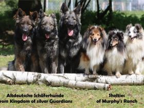 from Kingdom of silver Guardians