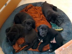 Hallo zusammen, die Hündin einer Freundin hat Mitte