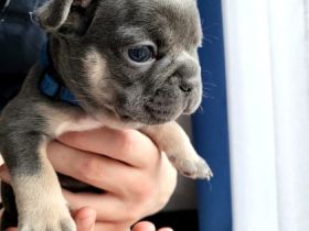 Hallo zusammen, wir sind 7 Französische Bulldoggen