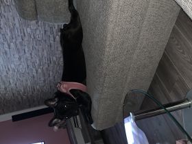 Bella, Leider müssen wir uns schweren Herzens von