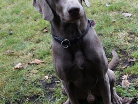 Zuchtrüde Tamino Earl Grey - KEIN VERKAUF!!!!