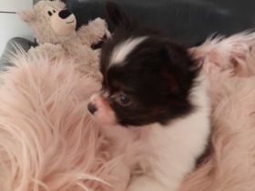 Unser kleiner aufgeweckter niedlicher Lord, ein