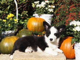Unser Zwinger "Academia Canis" mit kynologischer