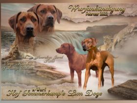 Wir erwarten um den 8. Februar zauberhafte blacknose