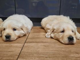 Guten Tag :), Ich "verkaufe" hier meine zwei Golden