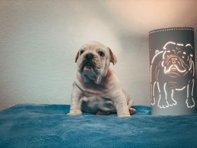 Ich züchte seit 2009 mit viel Liebe die Rasse English