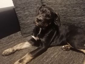 1 zauberhafter Rüde sucht noch ein liebevolles Zuhause.