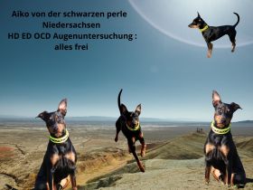 Aiko von der schwarzen Perle Niedersachsen