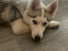 Siberian Husky, Welpen