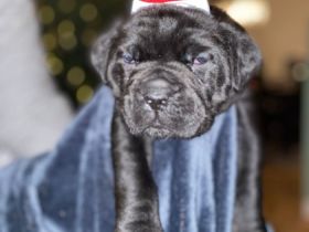 Unsere kleinen Racker leben mit Mama CC, einem